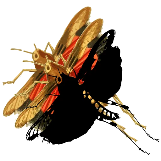Butterfly at rest 02