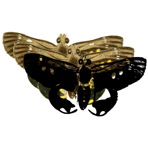 Spotted moth with broad wings