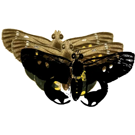 Spotted moth with broad wings
