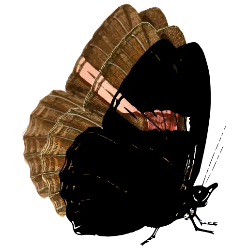 Butterfly in side view 09