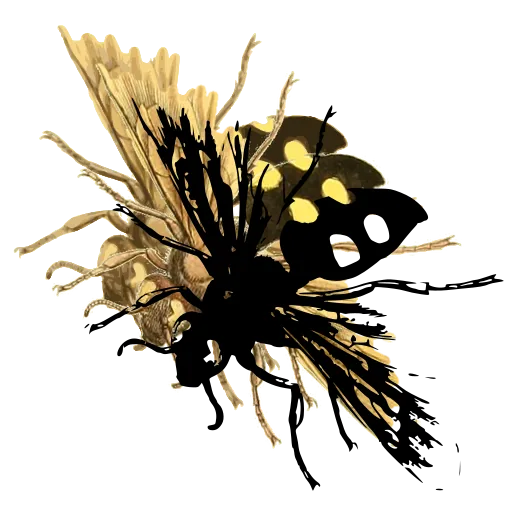 Hairy wasp