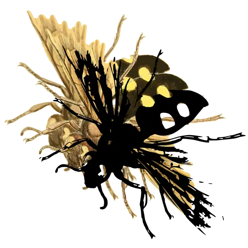 Hairy wasp