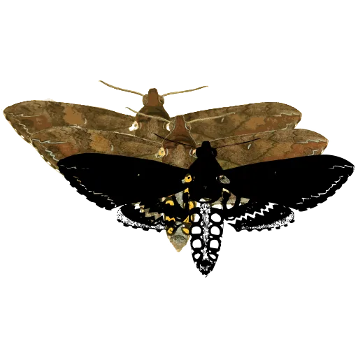 Hawk moth 05