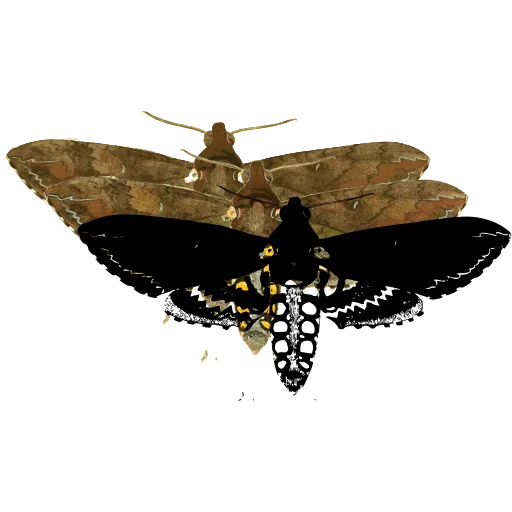 Hawk moth 05