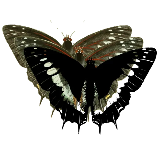 Banded tailed butterfly