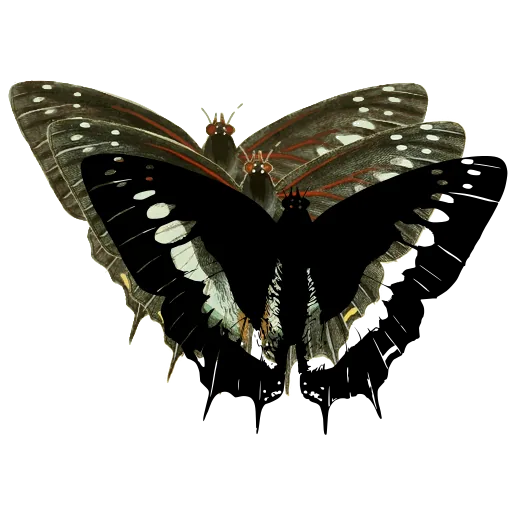 Banded tailed butterfly