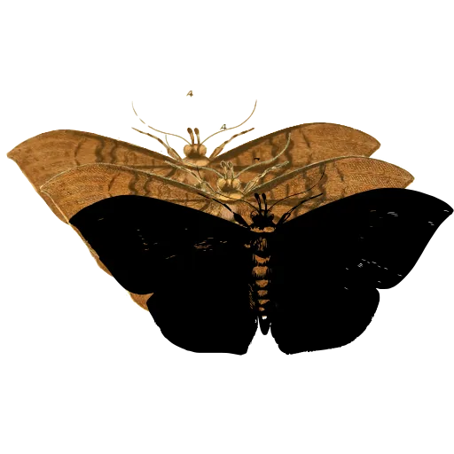 Dark moth with banded body 03
