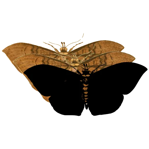 Dark moth with banded body 03