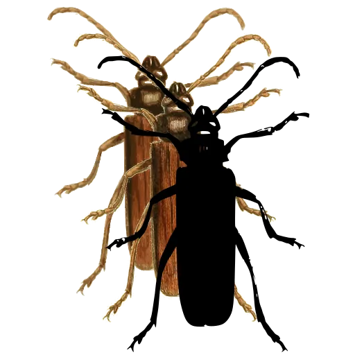 Soldier beetle