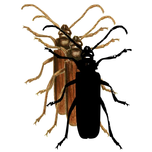 Soldier beetle