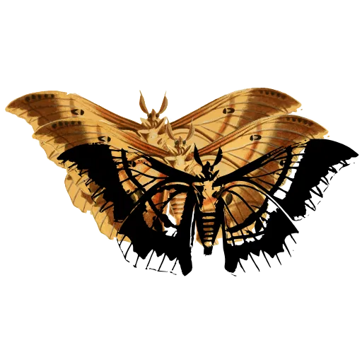 Striped butterfly in side view