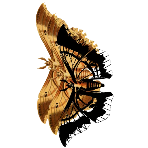 Striped butterfly in side view