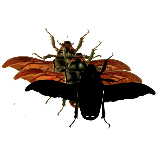 Rove beetle