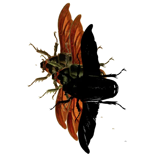 Rove beetle