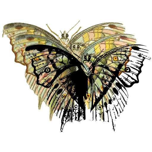 Veined pale butterfly 03