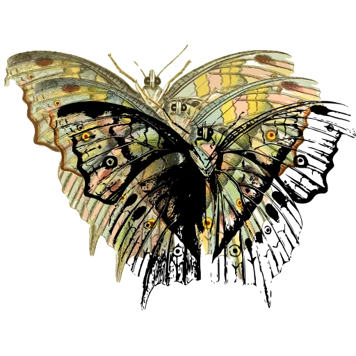 Veined pale butterfly 03
