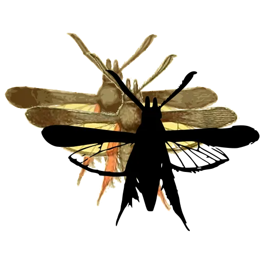 Clearwing moth 03