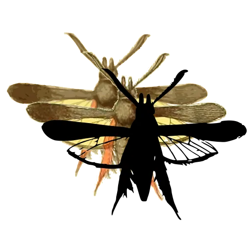 Clearwing moth 03