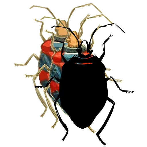 Shield bug 04