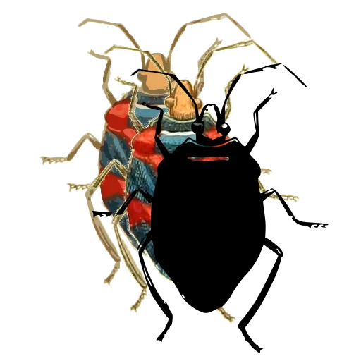 Shield bug 04