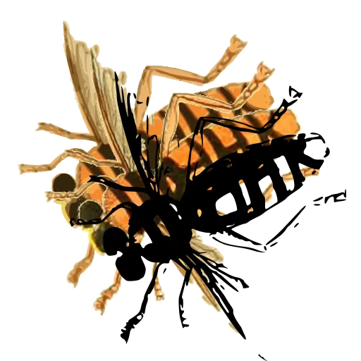 Banded wasp 01