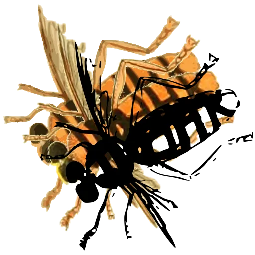 Banded wasp 01