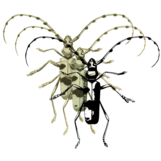 Long-horned beetle 10