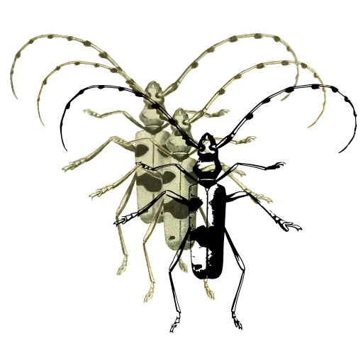 Long-horned beetle 10