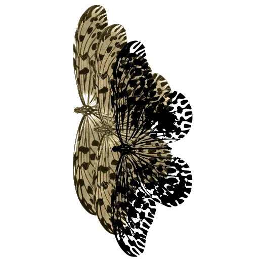 Spotted butterfly in side view 03