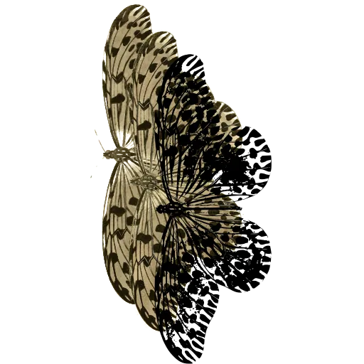 Spotted butterfly in side view 03