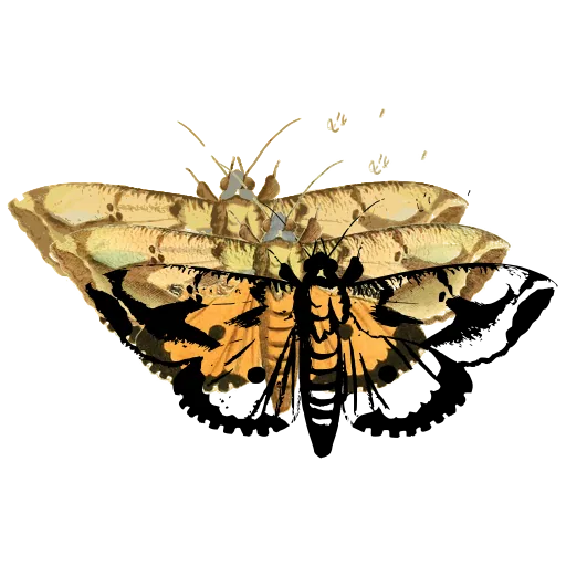 Pale spotted moth 02