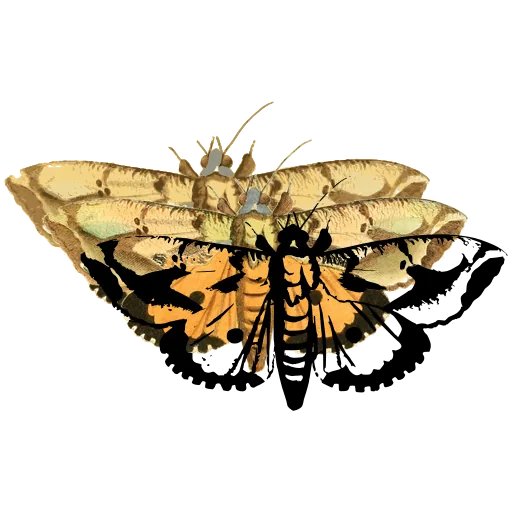 Pale spotted moth 02