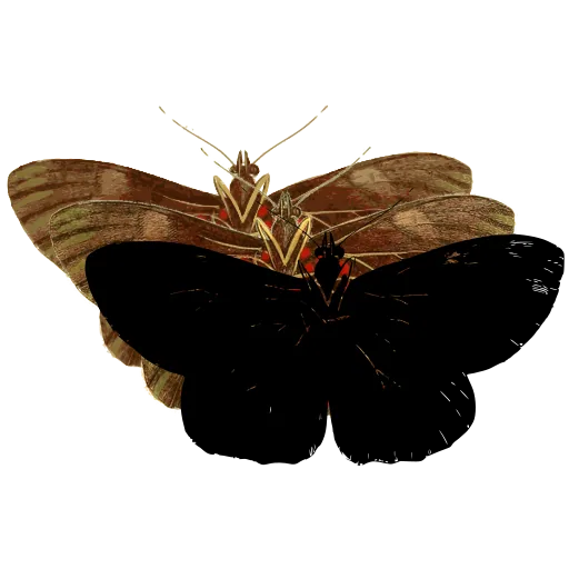 Dark butterfly 04