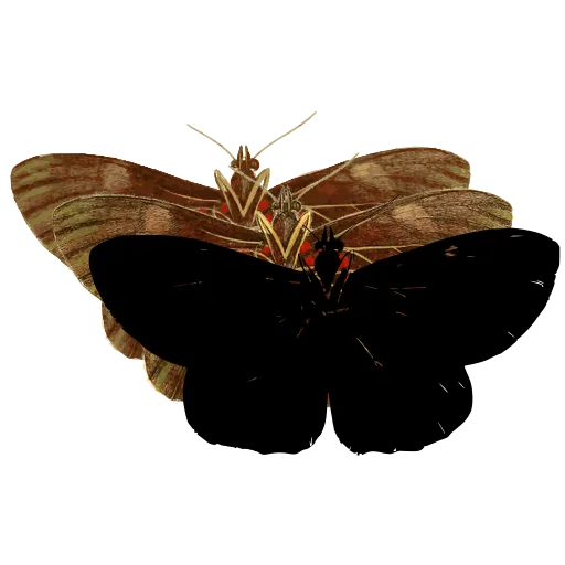 Dark butterfly 04