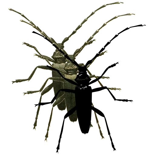 Long-horned beetle 11