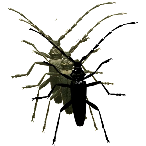 Long-horned beetle 11