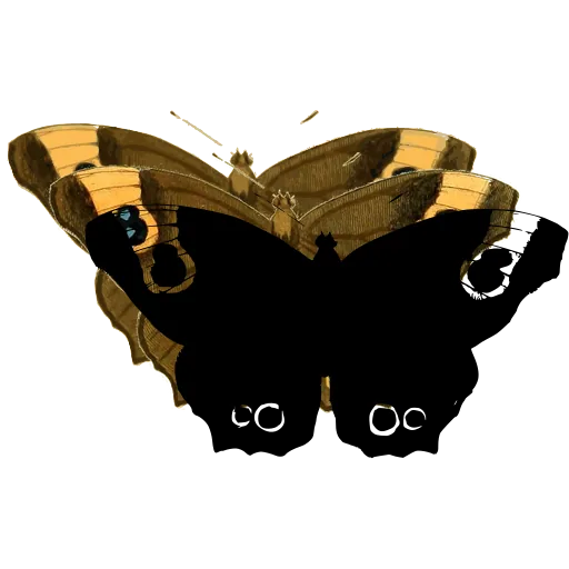 Eyed butterfly 02
