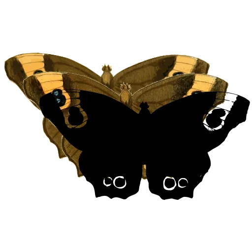 Eyed butterfly 02