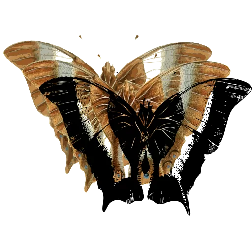 Striped swallowtail butterfly 02