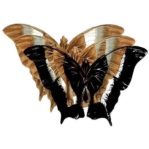 Striped swallowtail butterfly 02
