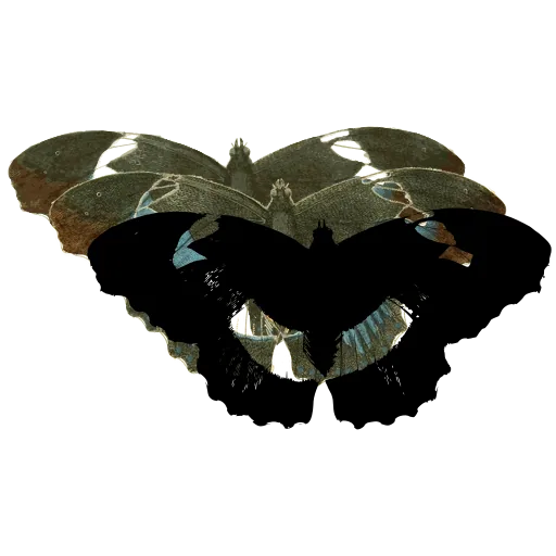 Butterfly with pale patches 02