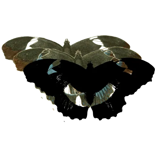 Butterfly with pale patches 02
