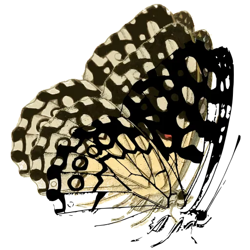 Eyed butterfly in side view 02