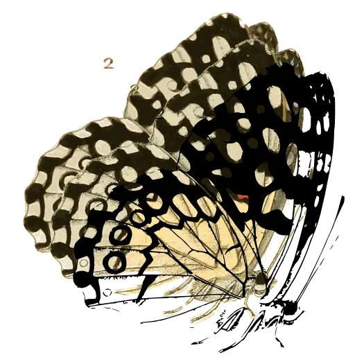 Eyed butterfly in side view 02