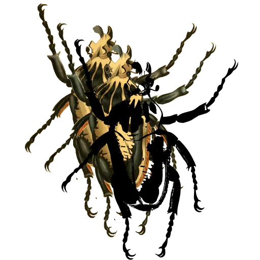 Flower beetle 02