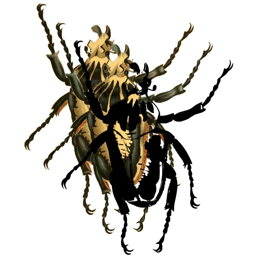 Flower beetle 02