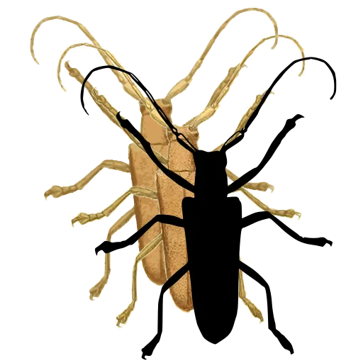 Long-horned beetle 12