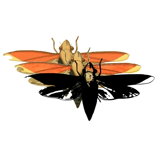 Lantern fly 01