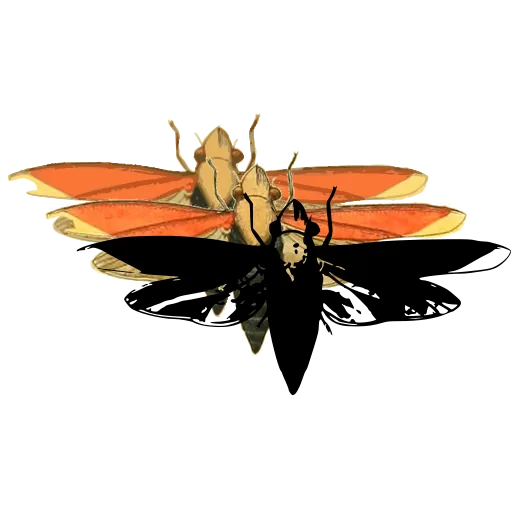 Lantern fly 01