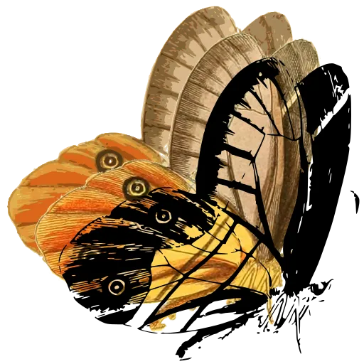 Eyed butterfly in side view 03